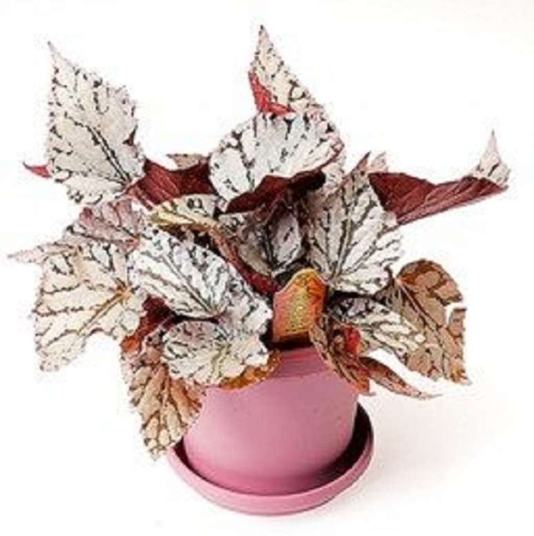 38. Vaso rosa com beg&ocirc;nia rex &ndash; Foto Costa Garms