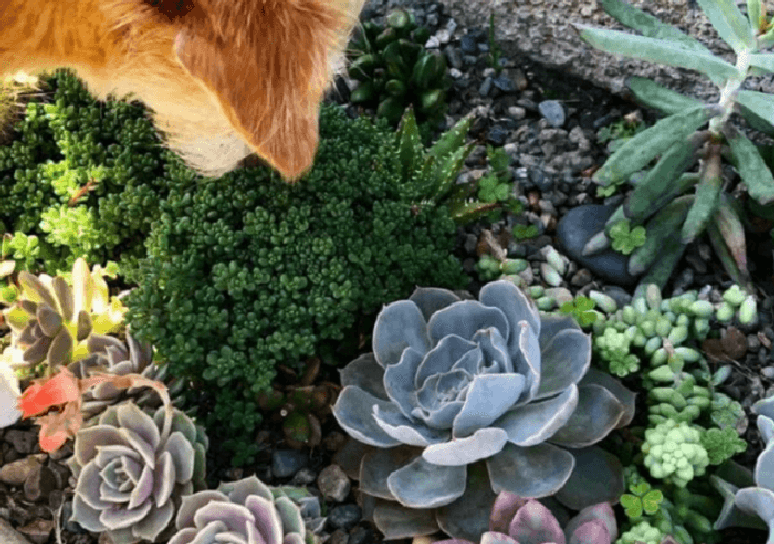 4. Decorar a casa com suculentas: seu crescimento &eacute; mais expressivo em &aacute;reas externas. Fonte: Tua Casa