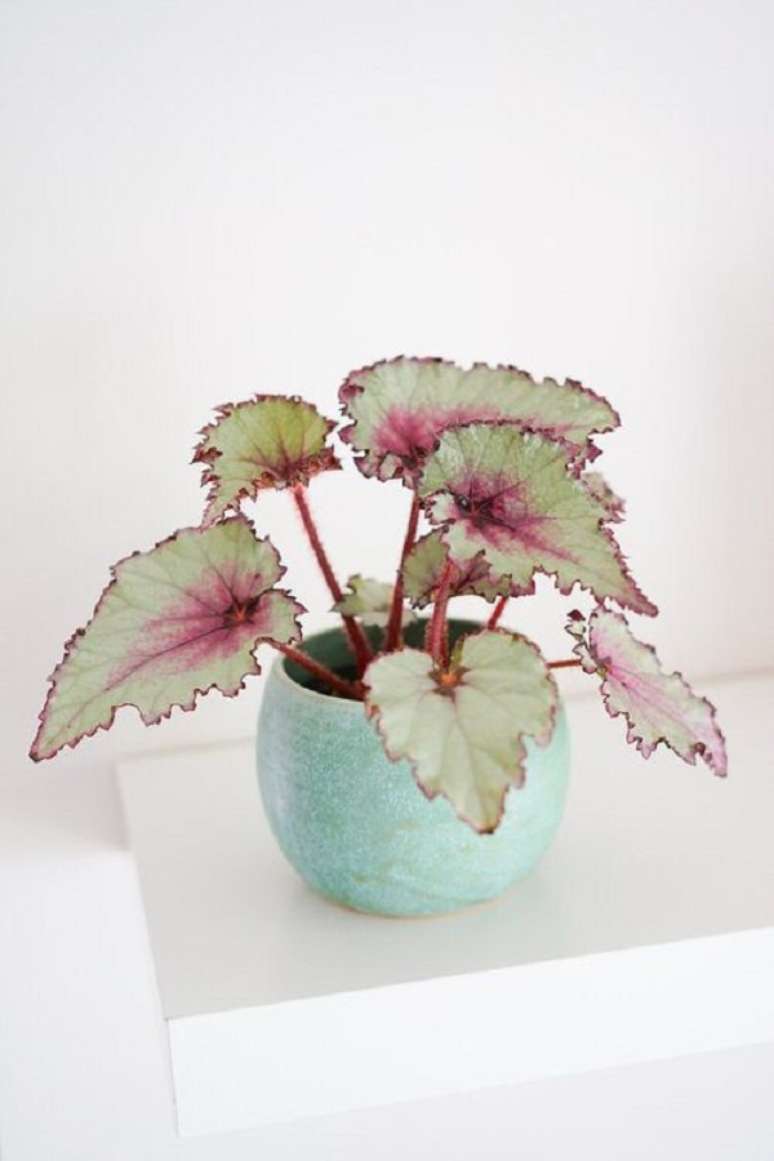 31. Vaso charmoso de beg&ocirc;nia rex rosa e verde &ndash; Foto Balcony Garden Web