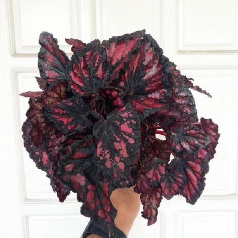 42. Beg&ocirc;nia rex vermelha e preta &ndash; Foto Lejardin Ph