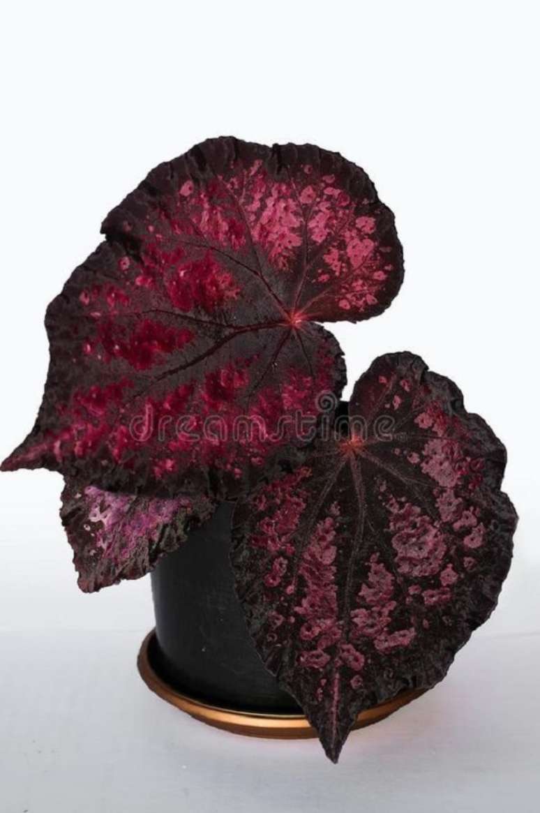 17. Beg&ocirc;nia rex vermelha e preta &ndash; Foto Dreams Time