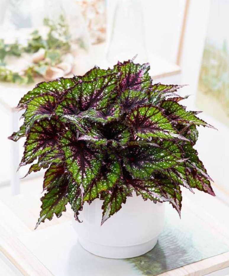 6. Beg&ocirc;nia rex encantadora para deixar na janela de casa &ndash; Foto Bakker