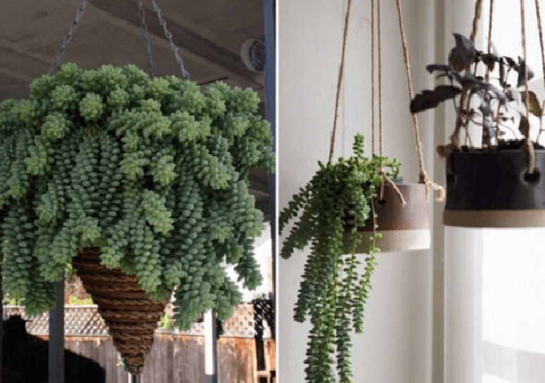 10. Decorar a casa com suculentas: crie um lindo jardim suspenso. Fonte: ArchZine