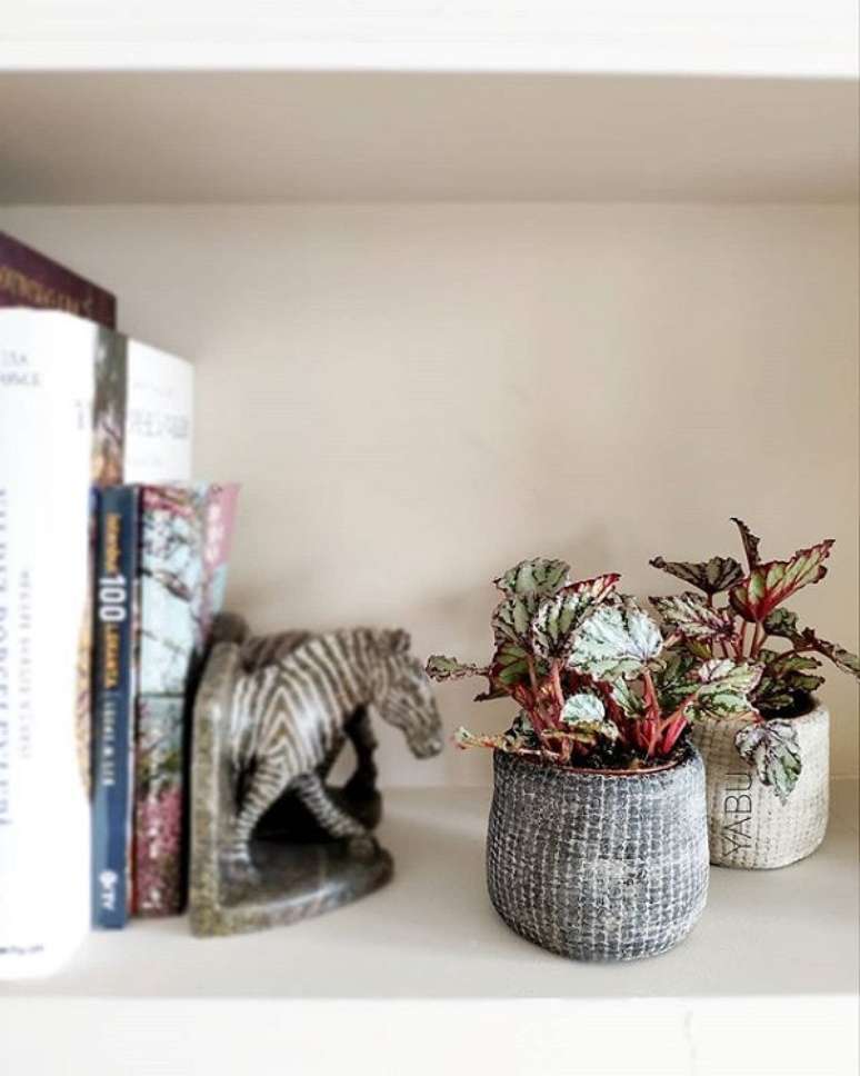 19. Decore sua prateleira com o charme da beg&ocirc;nia rex &ndash; Foto Yabu WV Bitki Vs Seckiler