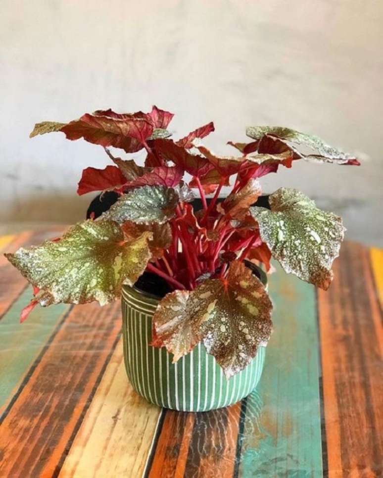 25. Mesa de jantar com beg&ocirc;nia rex como centro de mesa &ndash; Foto Rafael Furtado