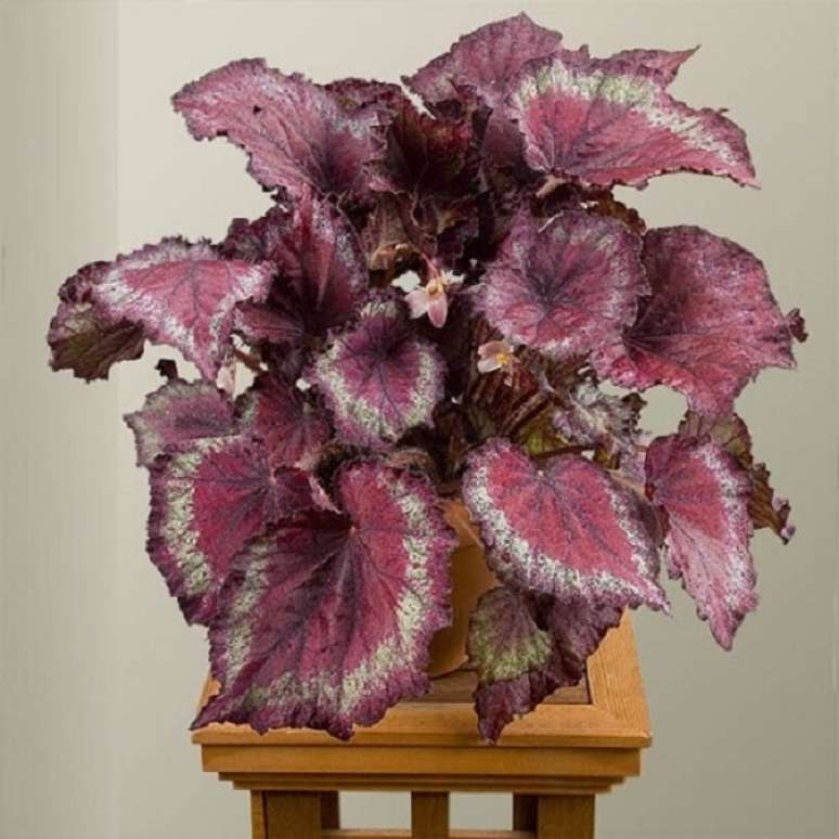 26. Mesa lateral com beg&ocirc;nia rex na decora&ccedil;&atilde;o &ndash; Foto Logees