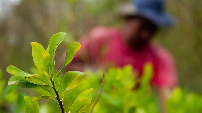 A folha de coca não tem efeitos psicotrópicos se não for processada junto com outros elementos que a cocaína possui