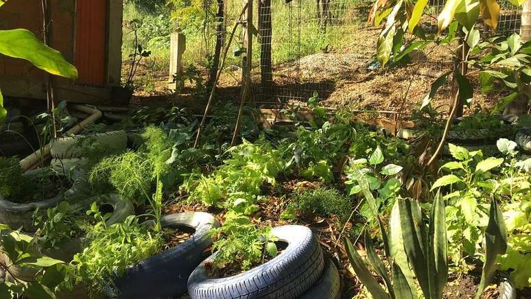 Nova sede da horta inteligente com planta&ccedil;&otilde;es a todo vapor