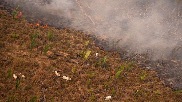 Sobrevoo do Greenpeace em fazenda na Amazônia em 2020 mostra gado sendo colocado em área recém queimada