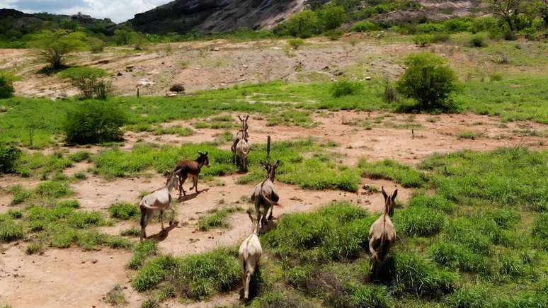jumentos na caatinga