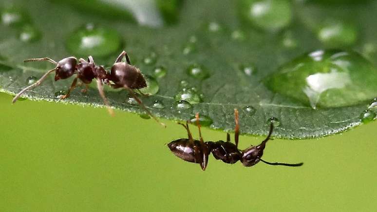 Isolar as pessoas durante a pandemia teve efeito semelhante ao afastar uma formiga de sua colônia