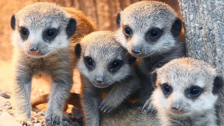 As suricatas têm uma estrutura social de cooperação, parecida com a dos seres humanos