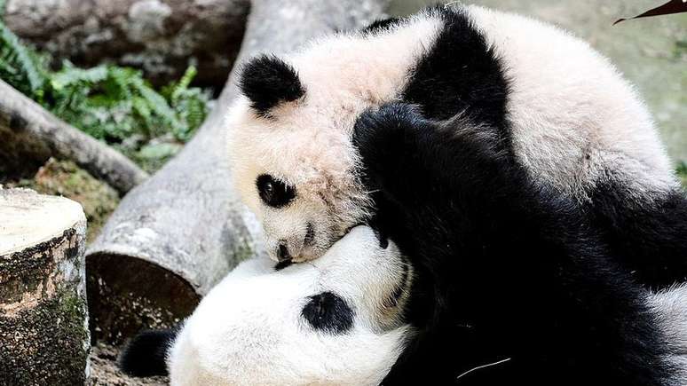 O nível de risco dos pandas foi reduzido quando a espécie atingiu pelo menos 1.800 indivíduos na natureza