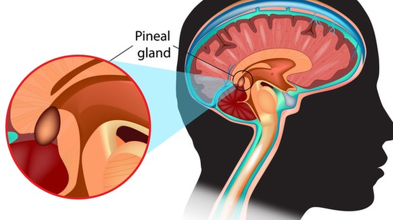 A glândula pineal (ou pineal gland, em inglês) é esse pequeno 'caroço' bem no meio do cérebro. Essa é a a estrutura responsável por produzir a melatonina