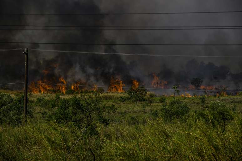 Disparada em desmatamento no Cerrado alarma cientistas