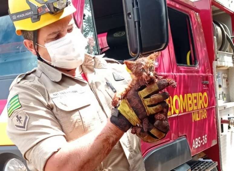 Bombeiros utilizaram equipamentos de salvamento terrestre para salvar o animal