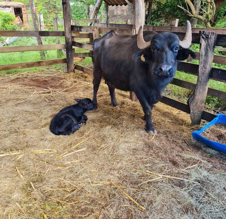 Búfala da fazenda em Brotas, no interior de SP, resgatada por ONG deu luz a uma bezerra nesta segunda-feira, 3. Maus tratos contra os animais da fazenda foram denunciados em novembro e foi parar na Justiça