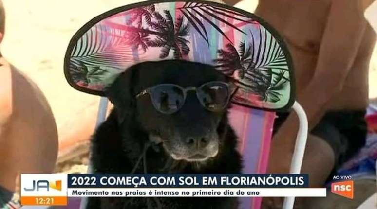 Laika Fidelis, que é da raça labrador, roubou a cena durante reportagem em praia de Santa Catarina  