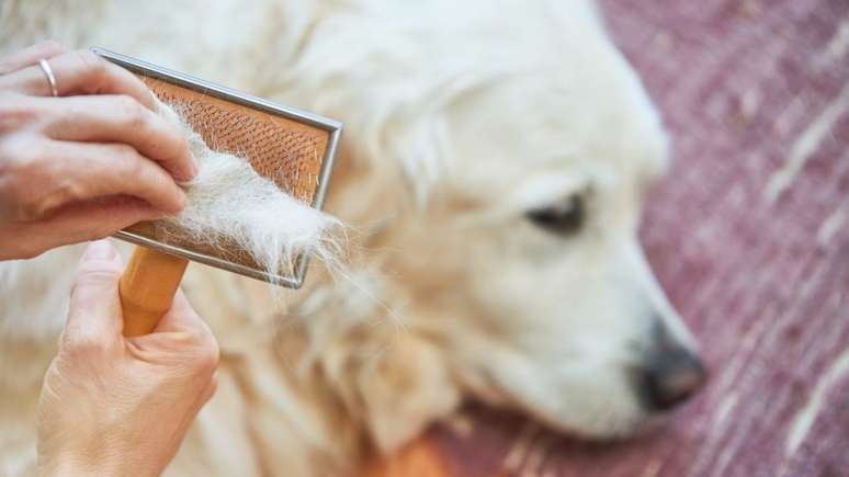 Além do desconforto para os animais, a queda de pelo pode incomodar quem sofre com problemas respiratórios