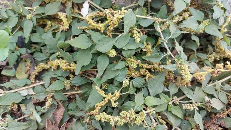 Caruru cresce espontaneamente em jardins e canteiros agr&iacute;colas de todo o Brasil.