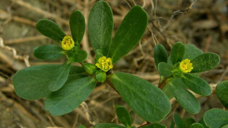 Beldroega &eacute; provavelmente origin&aacute;ria da &Aacute;frica, mas se tornou espont&acirc;nea em solos de todo o Brasil.