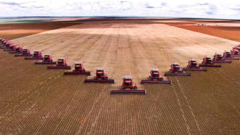 Agricultura de larga escala costuma desprezar plantas aliment&iacute;cias que surgem espontaneamente no campo.