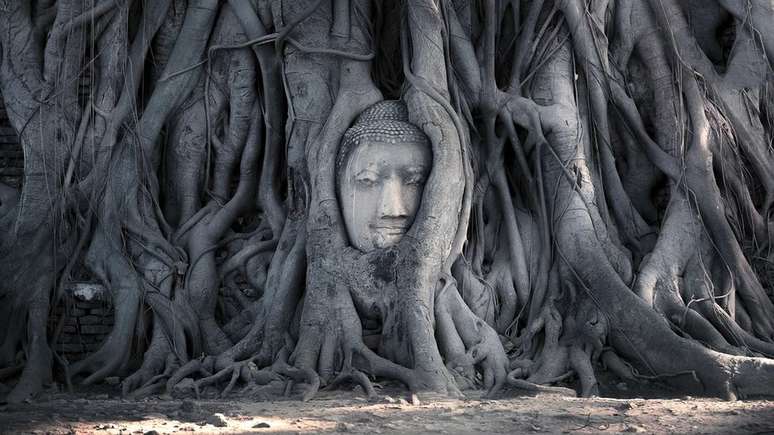 Demonstrou-se que as ra&iacute;zes das &aacute;rvores e de outras plantas usam sinaliza&ccedil;&atilde;o qu&iacute;mica para comunicar-se