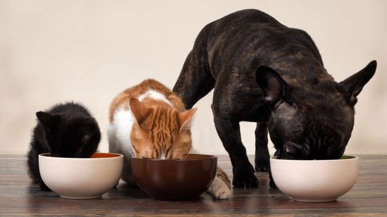 Saiba escolher entre ração ou comida para o seu pet!