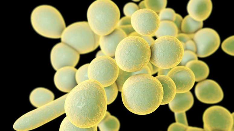 Candida auris é um fungo que cresce como levedura