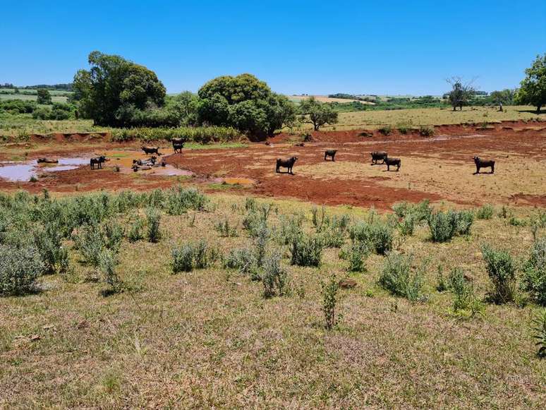Na fazenda do produtor Dirceu Segatto, os a&ccedil;udes usados pelo gado est&atilde;o quase secos