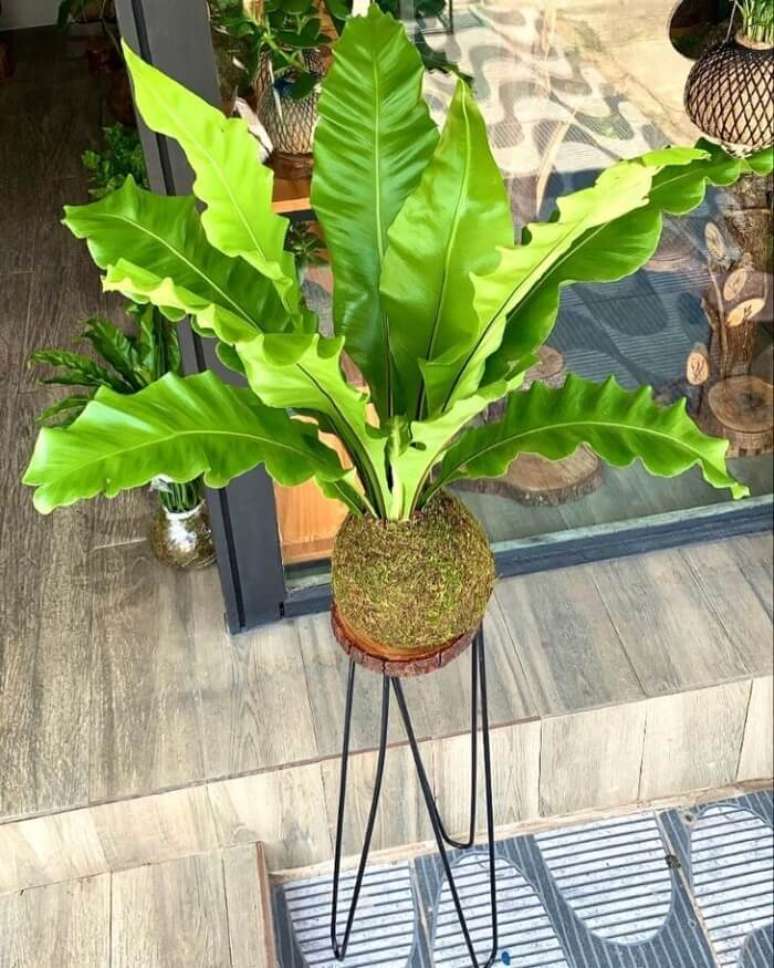 9. Planta aspl&ecirc;nio cultivada na t&eacute;cnica de kokedama. Fonte: Kokedama Xique Xique