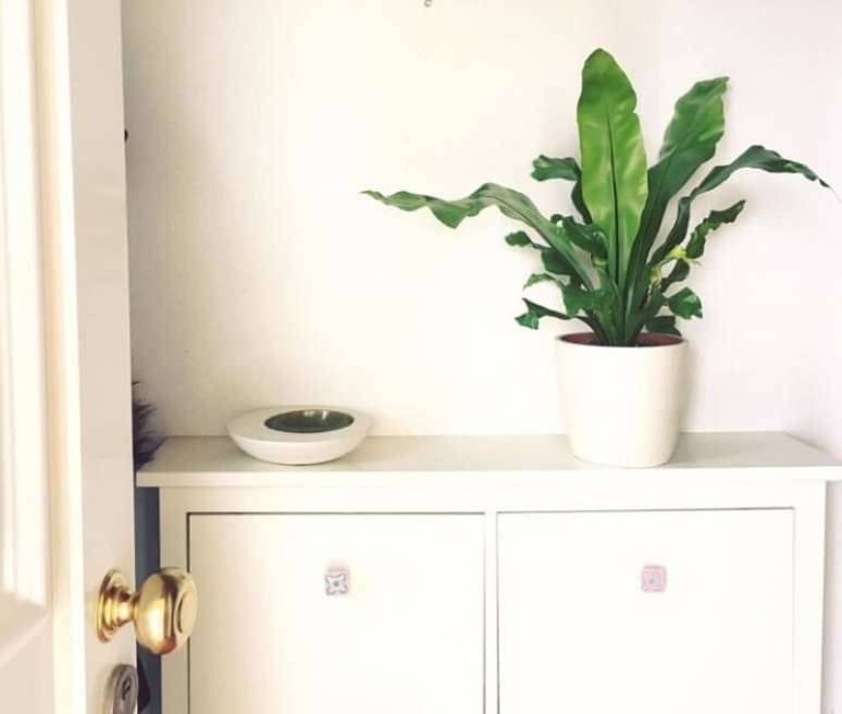 14. Aspl&ecirc;nio liso: as folhas s&atilde;o mais lisas e mais largas. Fonte: UrbanJungle.PT