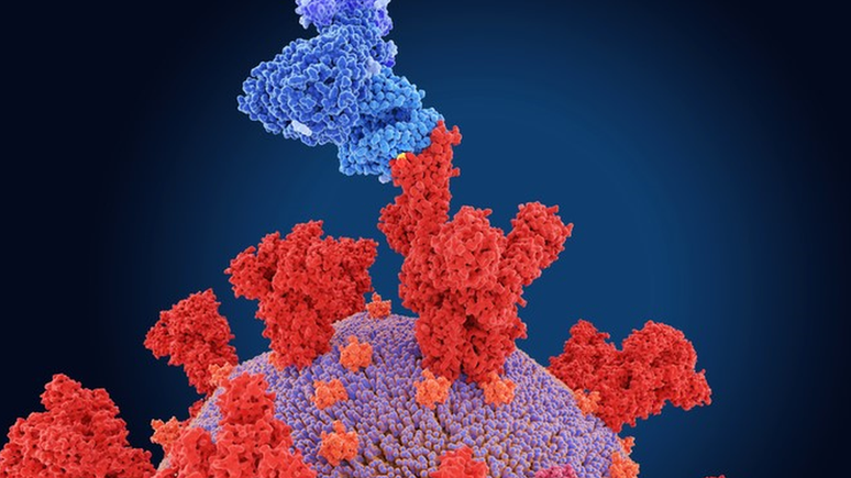 As variantes do coronavírus mais preocupantes trazem mutações na proteína da espícula (a estrutura vermelha da ilustração), que se liga aos receptores das nossas células (azul) e dão início à infecção