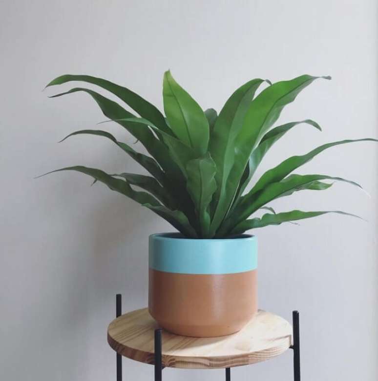 15. Aspl&ecirc;nio liso: a colora&ccedil;&atilde;o dessa planta &eacute; verde clara e muito brilhante. Fonte: Verdifique