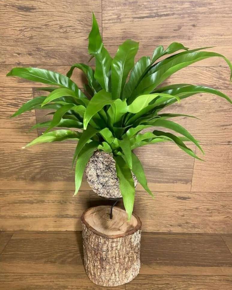 13. O aspl&ecirc;nio apresenta um crescimento muito lento. Fonte: Dona Flor Kokedama