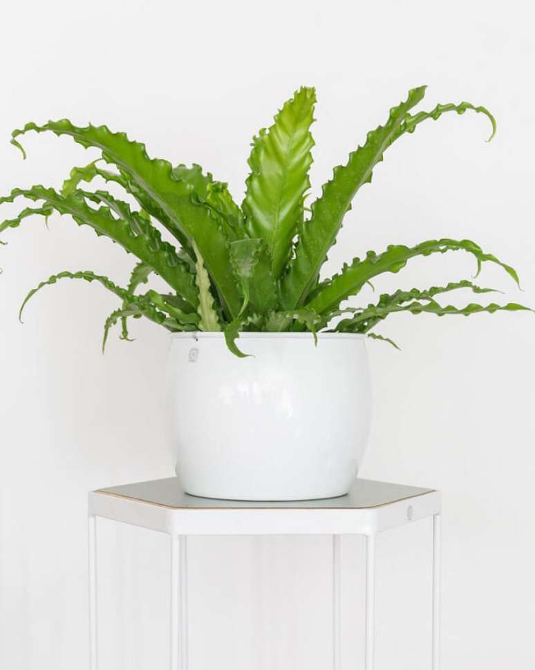 8. O aspl&ecirc;nio tamb&eacute;m &eacute; conhecido como ninho-de-passarinho e samambaia de ninho de p&aacute;ssaro. Fonte: Selvvva