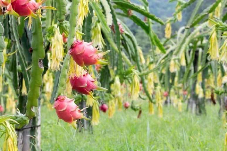 10. Dicas de como se planta pitaya. – Fonte: Blog da Plantei
