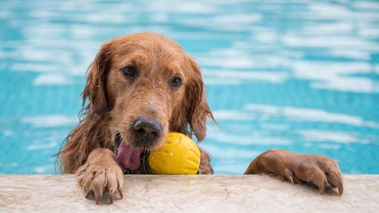 Golden Retriever é uma das raças mais propensas a sofrer com a otite