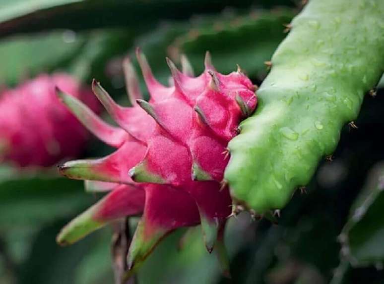 2. Como plantar pitaya no ch&atilde;o. Fonte: JS Rural