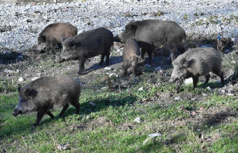 Animais afetados estão em cidades da Ligúria e do Piemonte