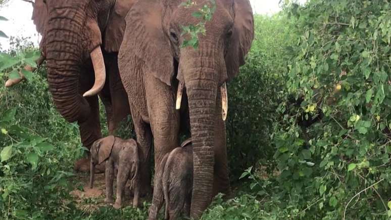 A elefanta Bora com seus dois filhotes recém-nascidos