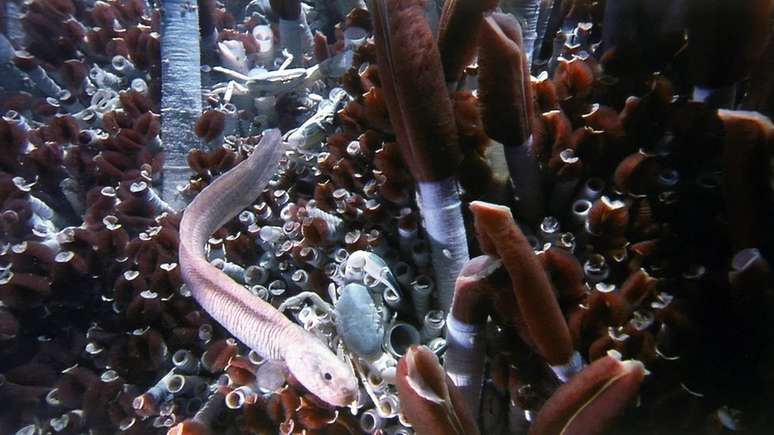 Antes considerados desprovidos de vida, descobriu-se que os respiradouros hidrotérmicos nas profundezas do oceano estão repletos de criaturas vivas