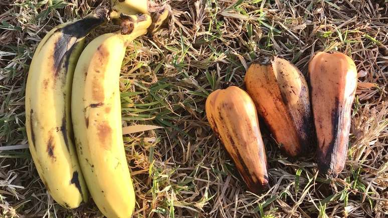 Banana (à esquerda) e ensete (à direita)