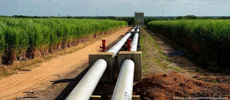 Plantação de cana-de-açúcar em Juazeiro, na Bahia