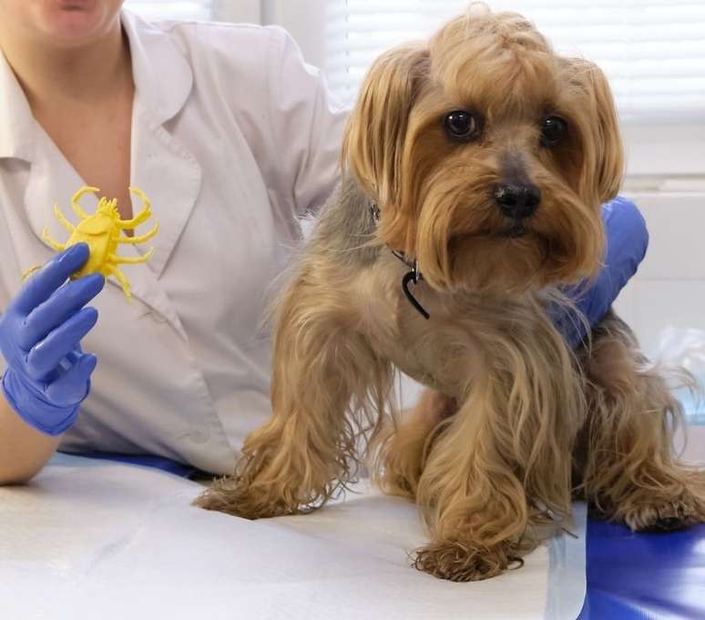 Consultar um profissional é sempre o mais importante para a prevenção -