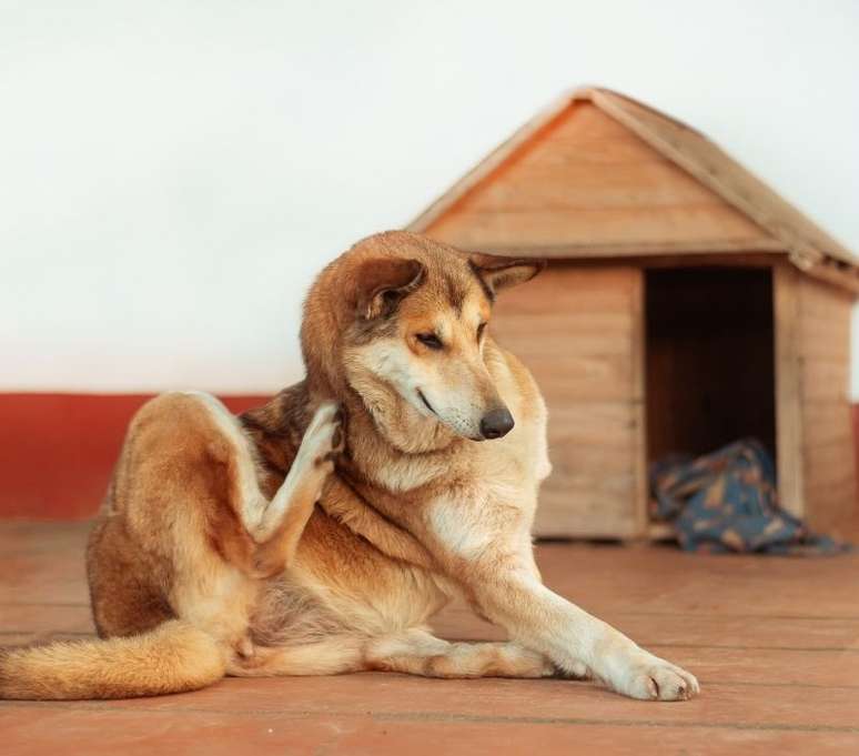 Além da coceira, pulgas e carrapatos podem ser causadores de doenças graves -