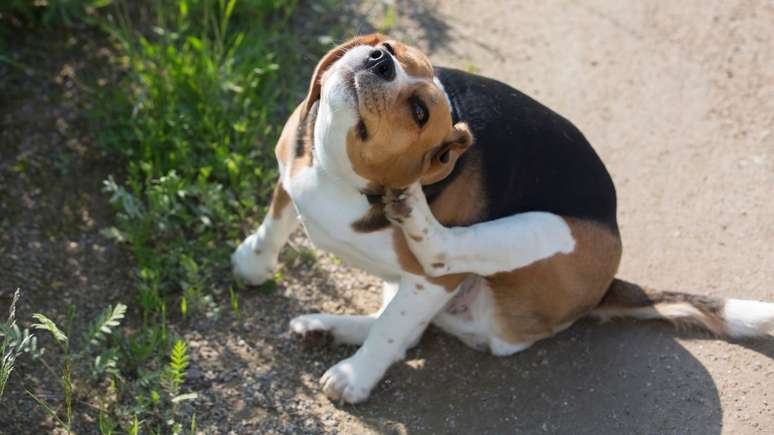 Coceira é um dos sintomas que podem alertar para a presença de pulgas e carrapatos nos pets