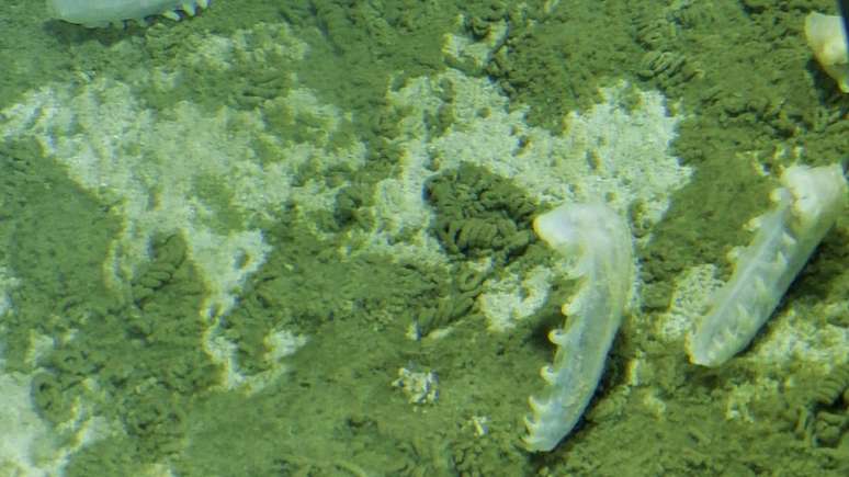 Imagem das Holotúrias, uma espécie de pepino do mar