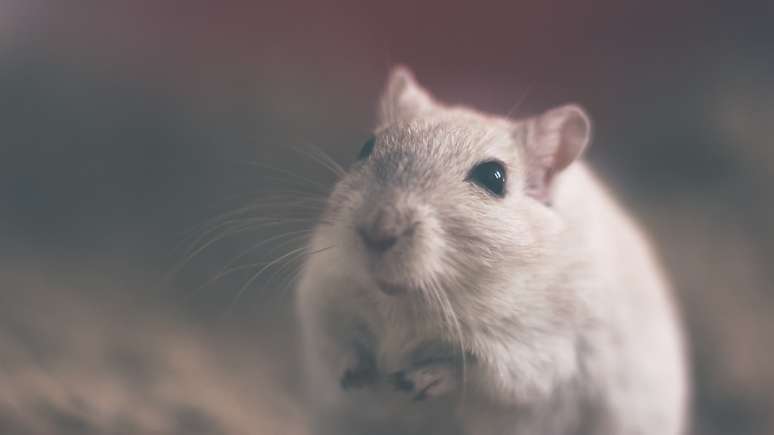 Pesquisadores detalharam como neurônios cultivados a partir de células-tronco humanas podem interagir com células nervosas em roedores vivos