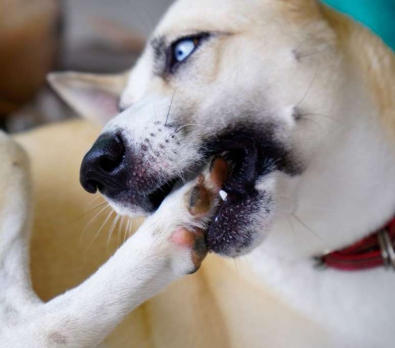 Excesso de lambidas nas patas é um dos possíveis alertas para a ansiedade nos cães |